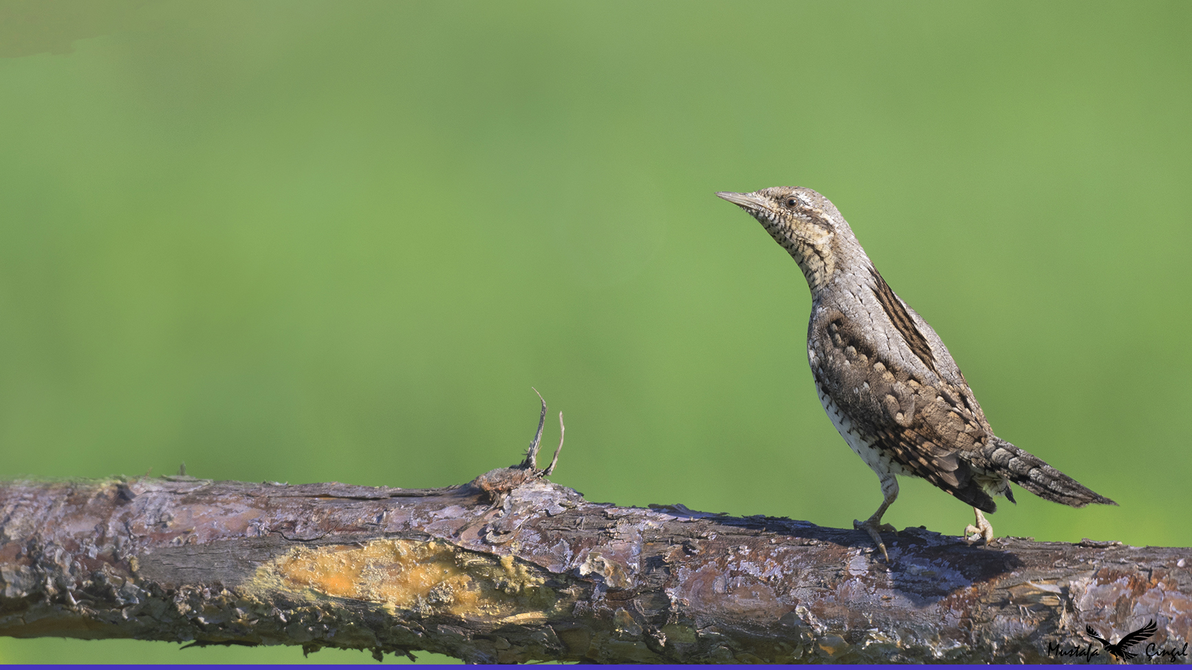 Eurasian Wryneck